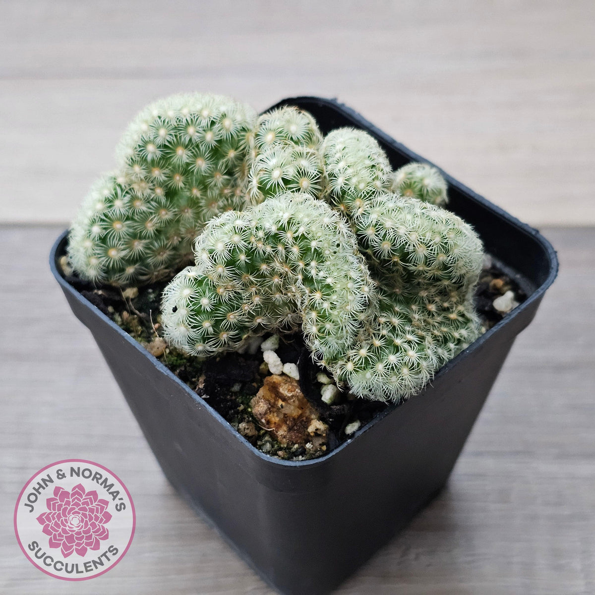 The Brain Cactus - Mammillaria elongata f. cristata