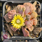 Titanopsis calcarea 'Concrete Leaf'