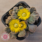 Titanopsis calcarea 'Concrete Leaf'