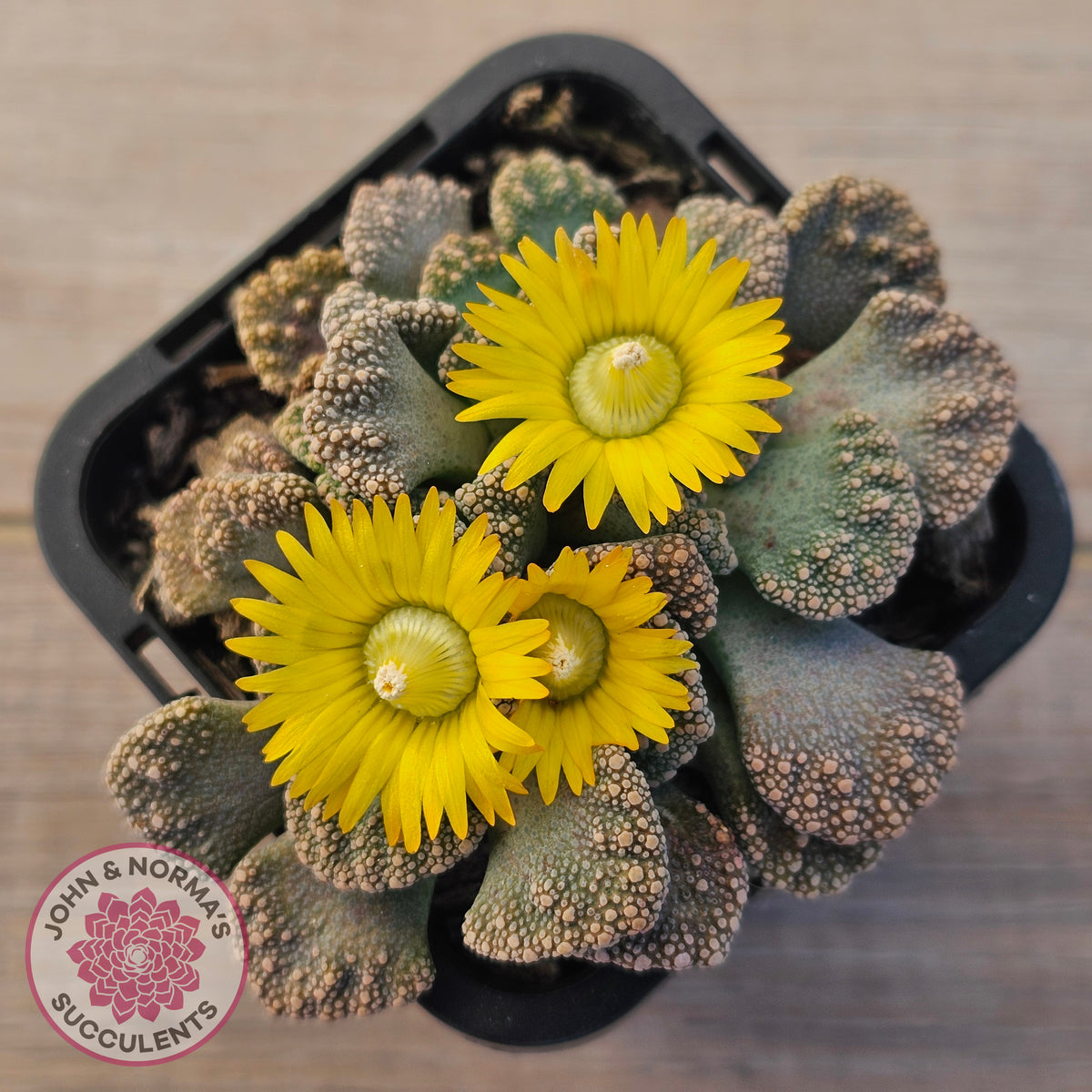 Titanopsis calcarea 'Concrete Leaf'