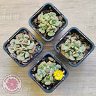 Titanopsis calcarea 'Concrete Leaf'