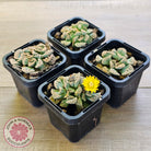 Titanopsis calcarea 'Concrete Leaf'