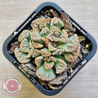 Titanopsis calcarea 'Concrete Leaf'