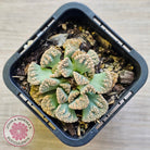 Titanopsis calcarea 'Concrete Leaf'