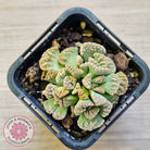 Titanopsis calcarea 'Concrete Leaf'