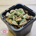Titanopsis calcarea 'Concrete Leaf'