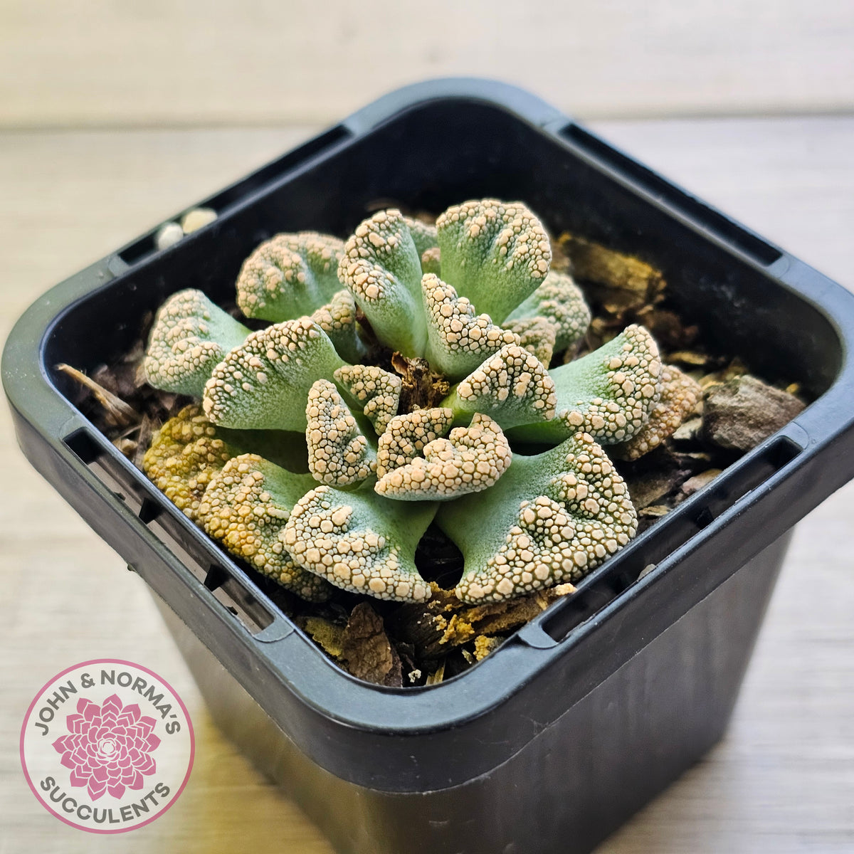 Titanopsis calcarea 'Concrete Leaf'