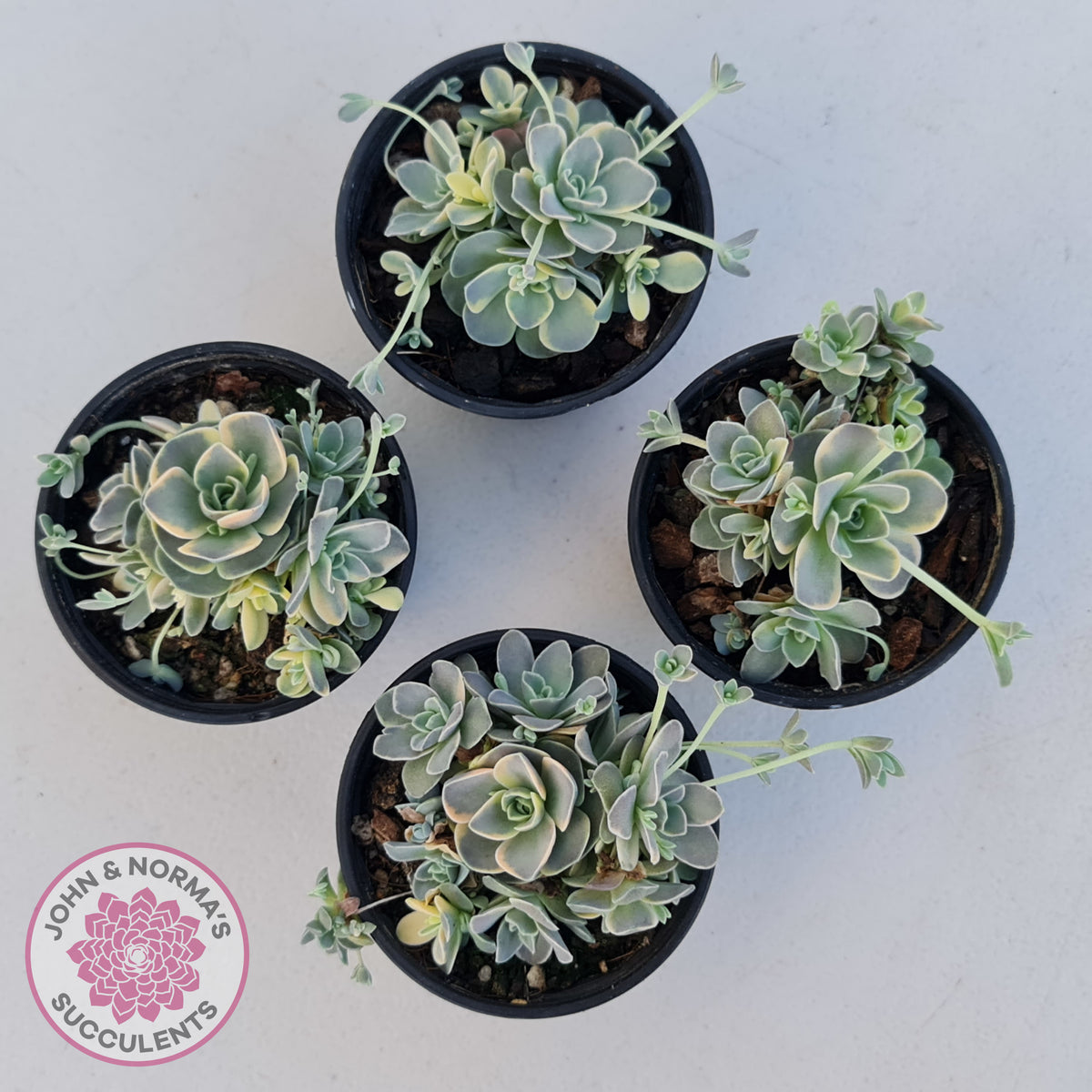 Orostachys iwarenge var. boehmeri - Variegated Chinese Dunce Cap