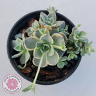 Orostachys iwarenge var. boehmeri - Variegated Chinese Dunce Cap