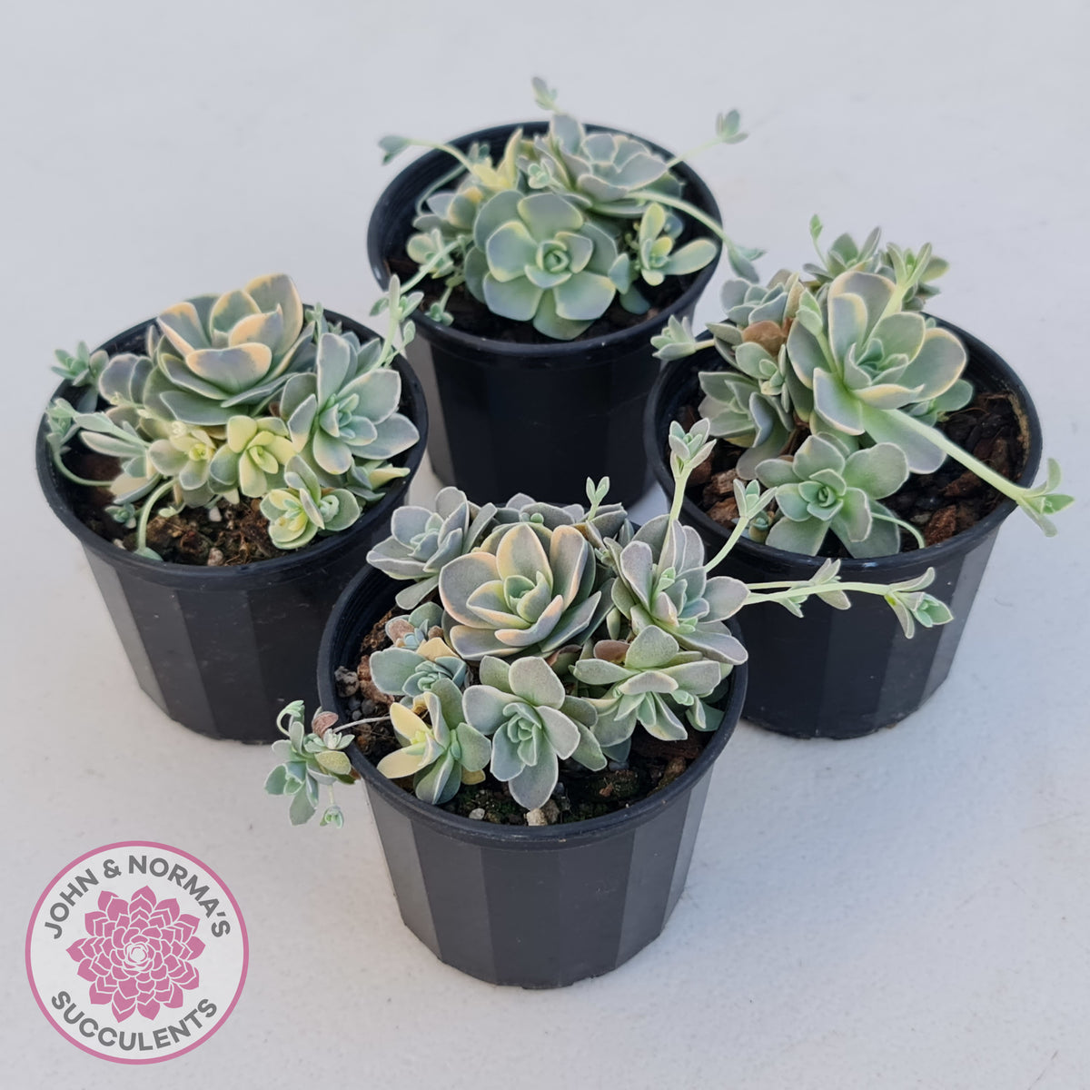 Orostachys iwarenge var. boehmeri - Variegated Chinese Dunce Cap