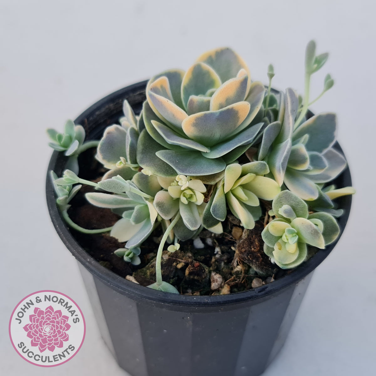 Orostachys iwarenge var. boehmeri - Variegated Chinese Dunce Cap