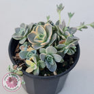 Orostachys iwarenge var. boehmeri - Variegated Chinese Dunce Cap