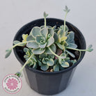 Orostachys iwarenge var. boehmeri - Variegated Chinese Dunce Cap