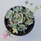 Orostachys iwarenge var. boehmeri - Variegated Chinese Dunce Cap