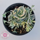 Orostachys iwarenge var. boehmeri - Variegated Chinese Dunce Cap