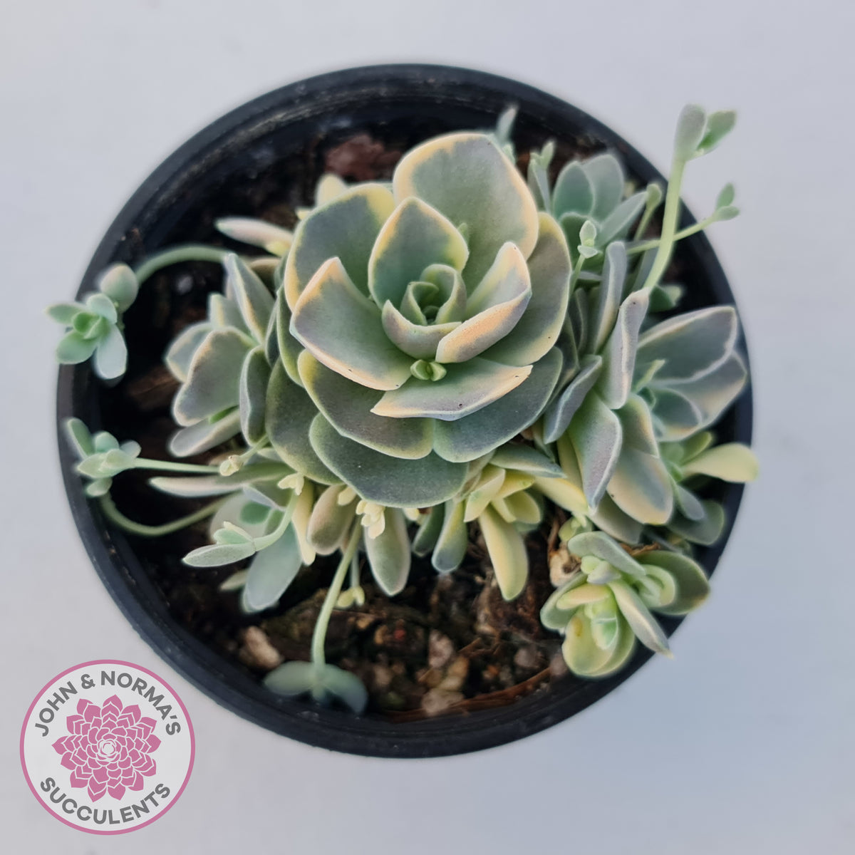 Orostachys iwarenge var. boehmeri - Variegated Chinese Dunce Cap