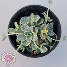 Orostachys iwarenge var. boehmeri - Variegated Chinese Dunce Cap
