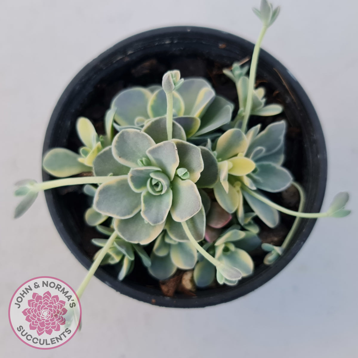 Orostachys iwarenge var. boehmeri - Variegated Chinese Dunce Cap