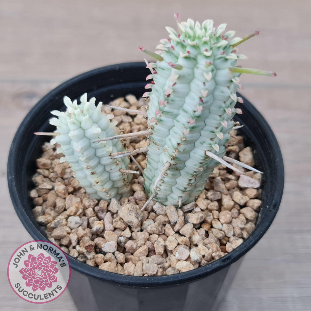 Variegated Corn Cob Cactus - John & Norma's Succulents Australia