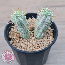 Load image into Gallery viewer, Variegated Corn Cob Cactus - John &amp; Norma&#39;s Succulents Australia
