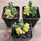Variegated Ice Plant - Extreme Variegation
