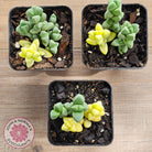 Variegated Ice Plant - Extreme Variegation