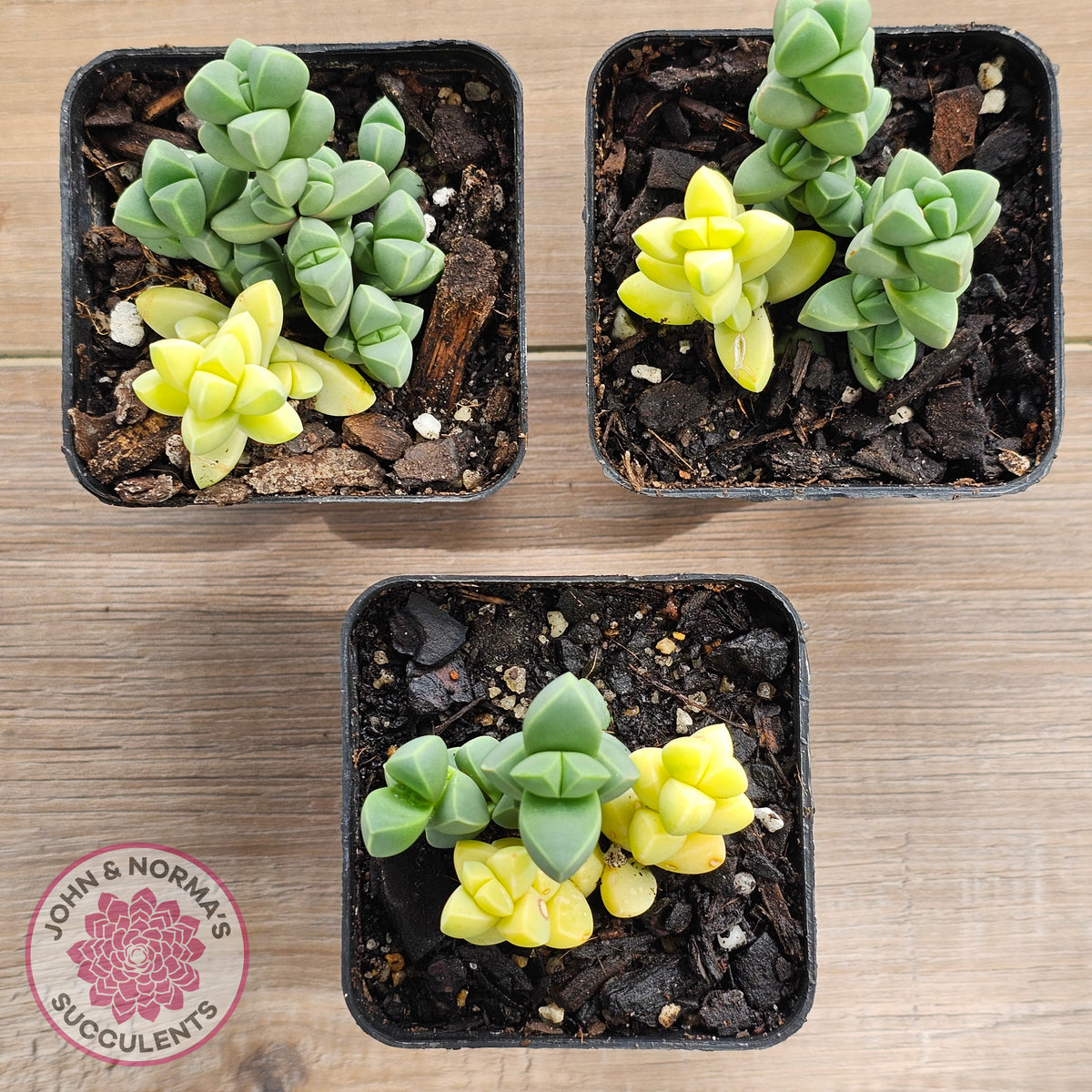 Variegated Ice Plant - Extreme Variegation