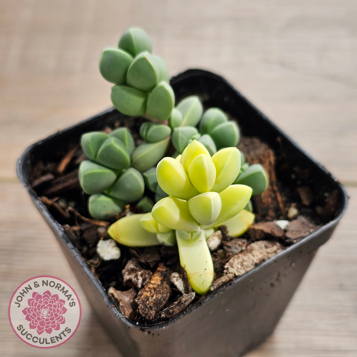 Variegated Ice Plant - Extreme Variegation