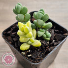 Variegated Ice Plant - Extreme Variegation