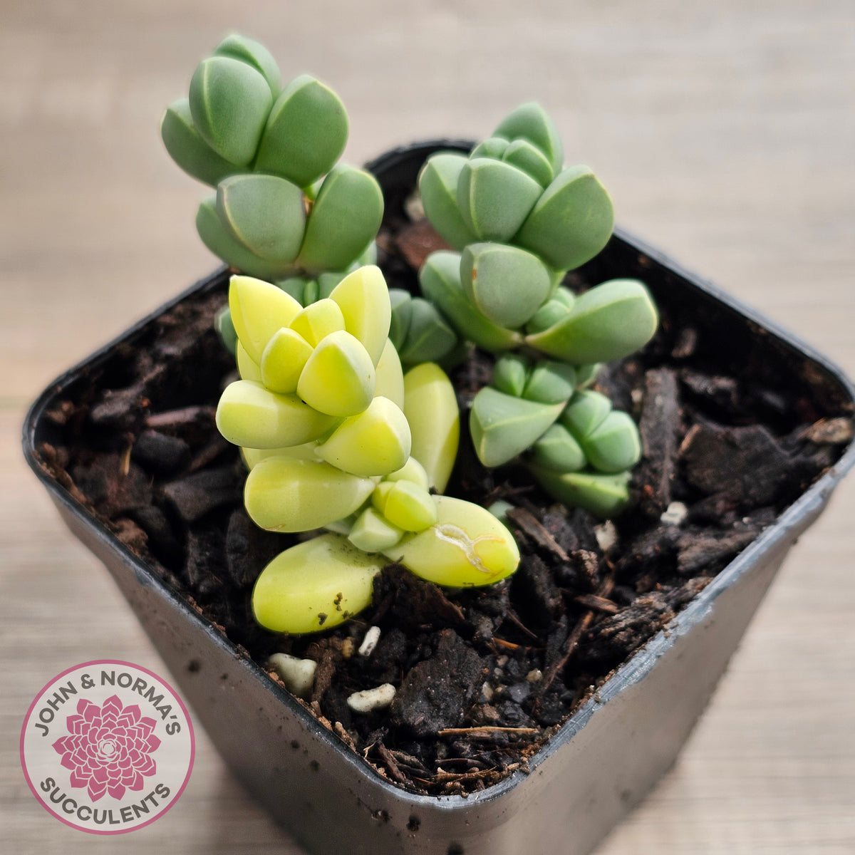 Variegated Ice Plant - Extreme Variegation