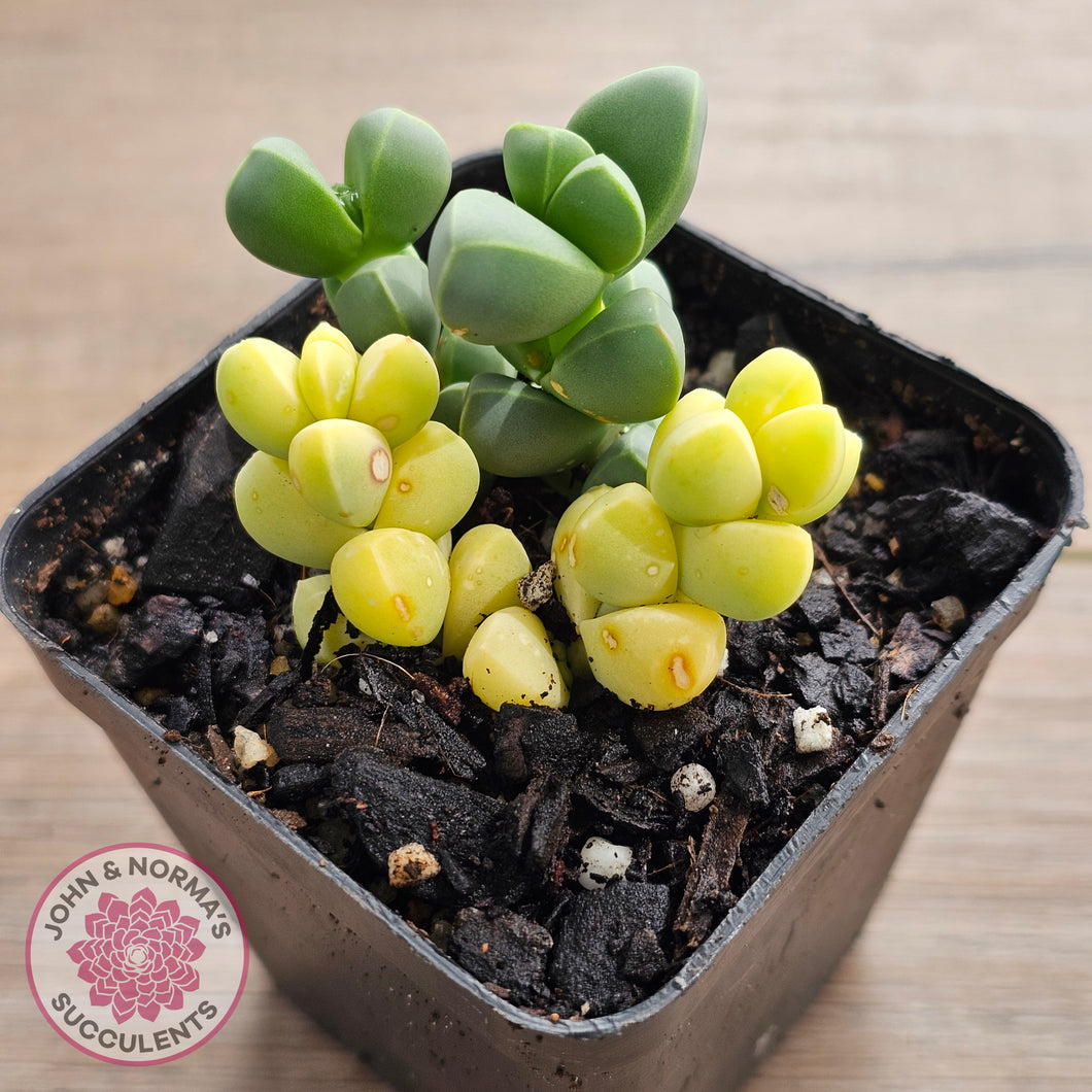 Variegated Ice Plant - Extreme Variegation