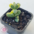 Corpuscularia lehmannii Variegata - Variegated Ice Plant