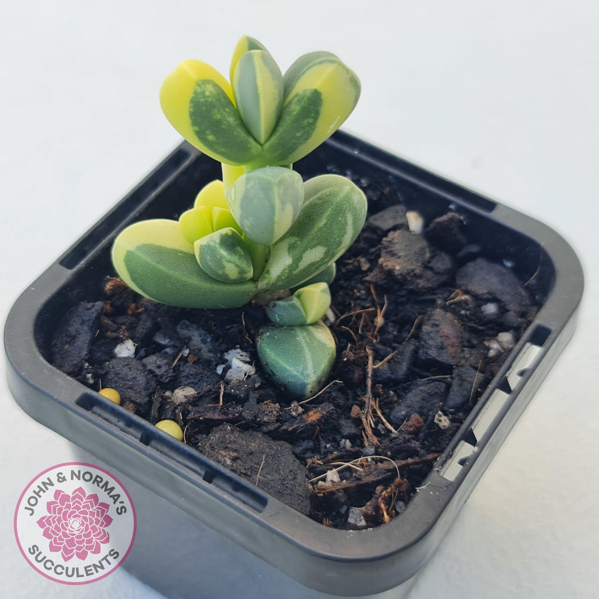 Corpuscularia lehmannii Variegata - Variegated Ice Plant