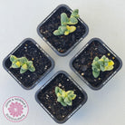 Corpuscularia lehmannii Variegata - Variegated Ice Plant