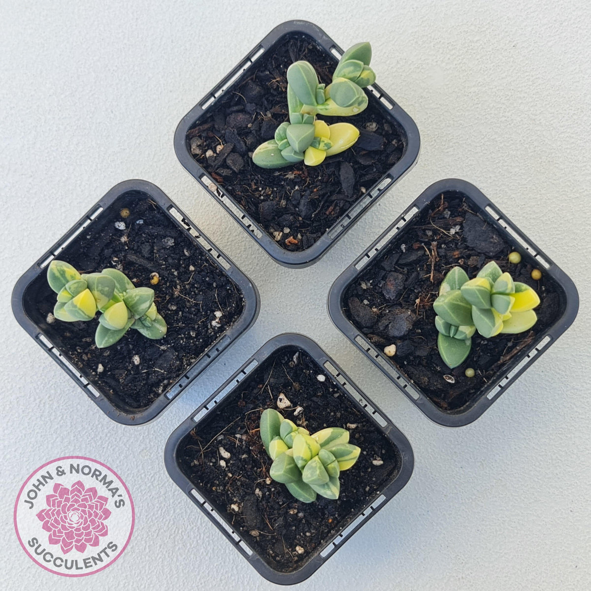 Corpuscularia lehmannii Variegata - Variegated Ice Plant