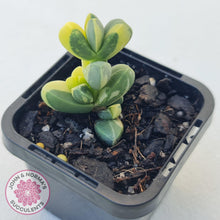 Load image into Gallery viewer, Corpuscularia lehmannii Variegata - Variegated Ice Plant - John &amp; Norma&#39;s Succulents Australia
