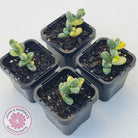 Corpuscularia lehmannii Variegata - Variegated Ice Plant