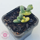 Corpuscularia lehmannii Variegata - Variegated Ice Plant