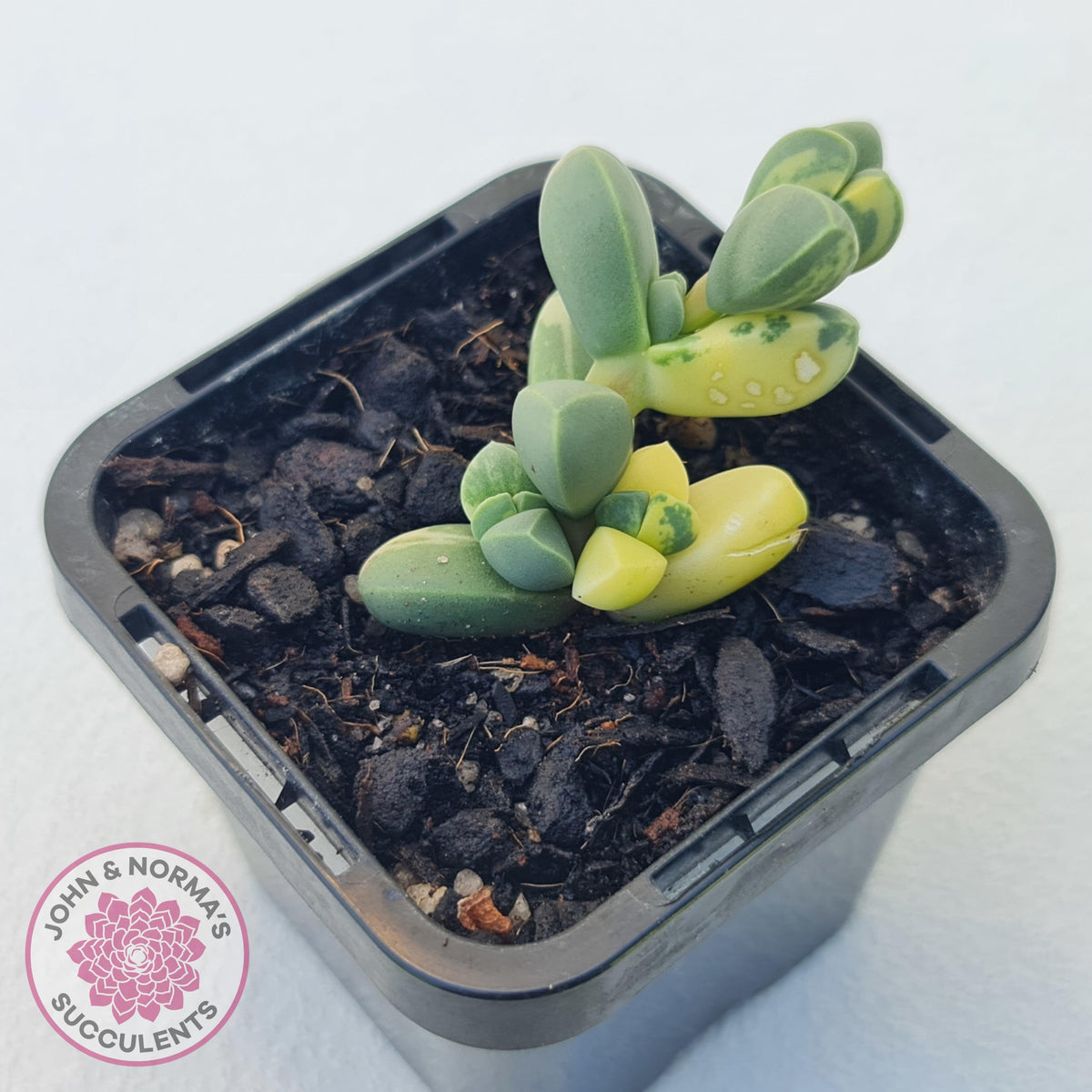 Corpuscularia lehmannii Variegata - Variegated Ice Plant
