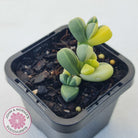 Corpuscularia lehmannii Variegata - Variegated Ice Plant