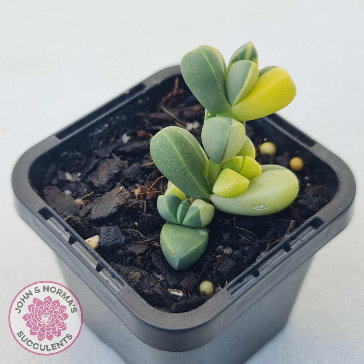 Corpuscularia lehmannii Variegata - Variegated Ice Plant