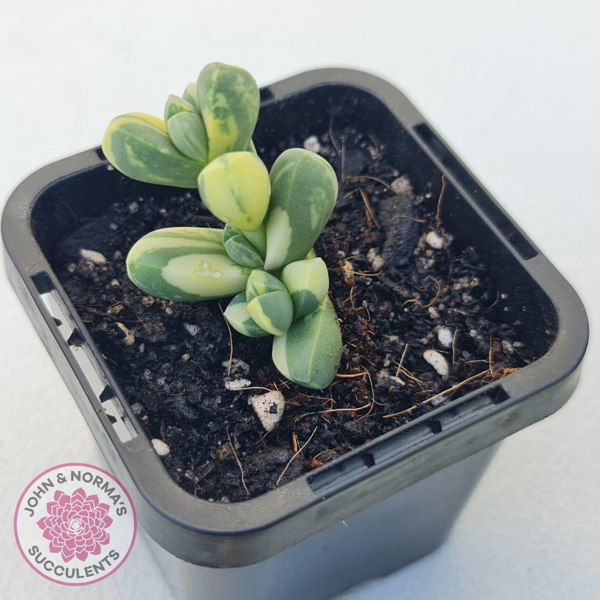 Corpuscularia lehmannii Variegata - Variegated Ice Plant