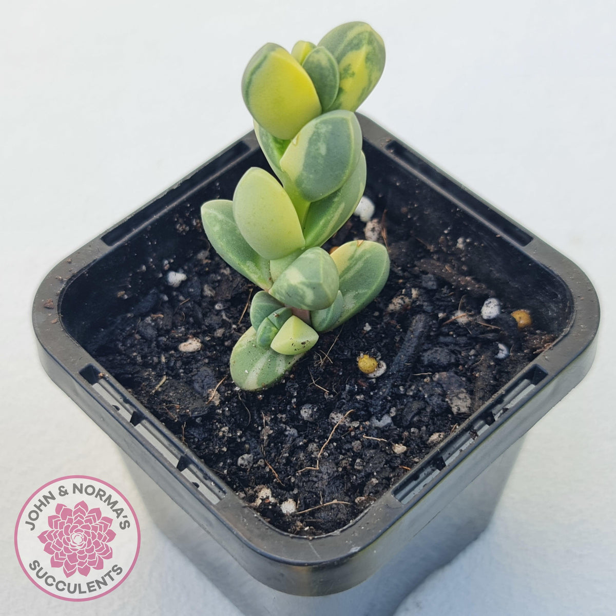 Corpuscularia lehmannii Variegata - Variegated Ice Plant