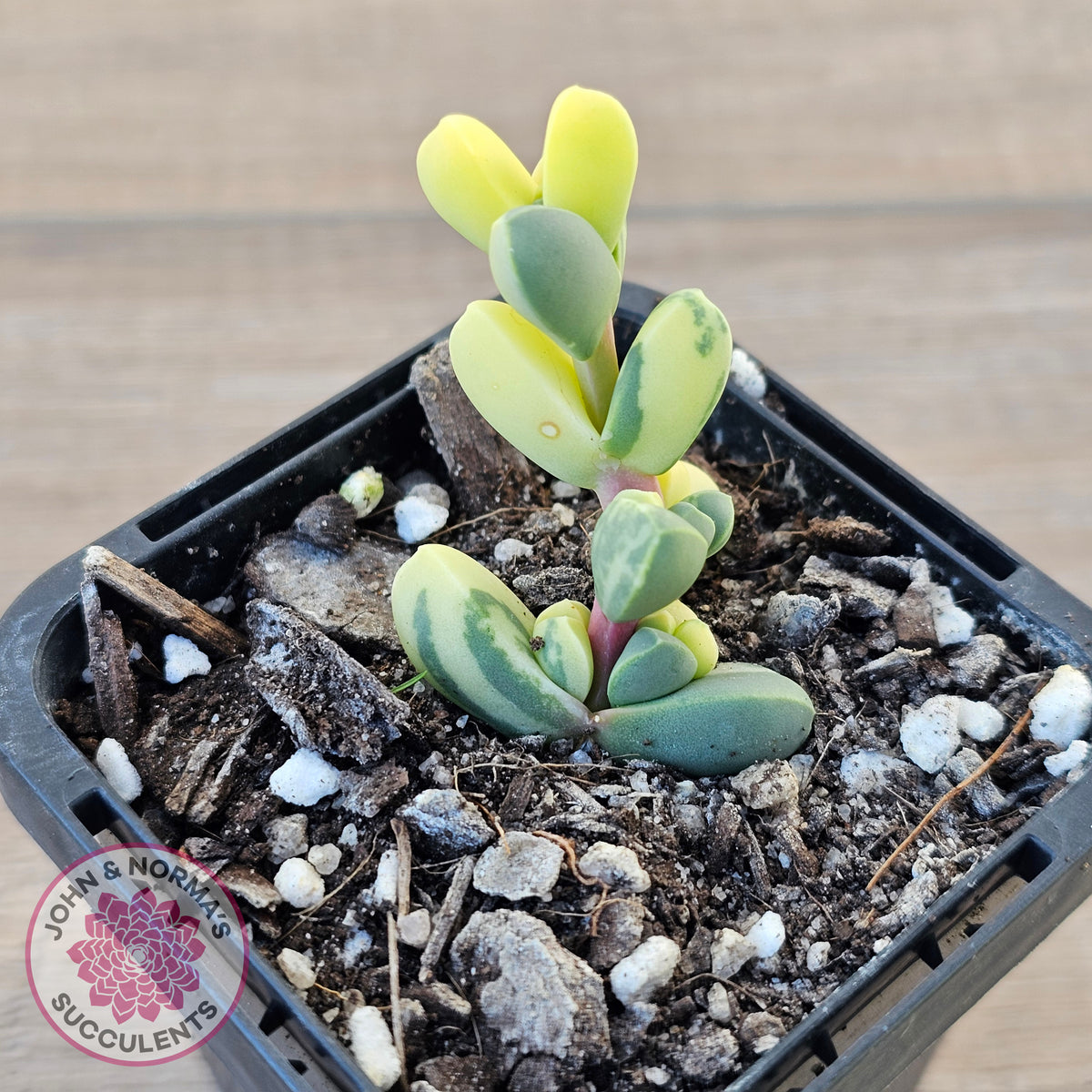 Corpuscularia lehmannii Variegata - Variegated Ice Plant