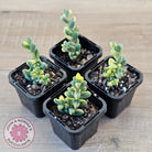 Corpuscularia lehmannii Variegata - Variegated Ice Plant