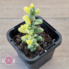 Corpuscularia lehmannii Variegata - Variegated Ice Plant