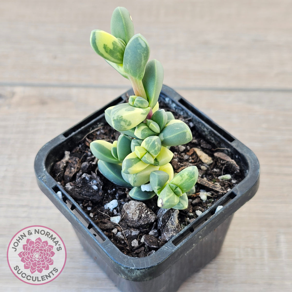 Corpuscularia lehmannii Variegata - Variegated Ice Plant