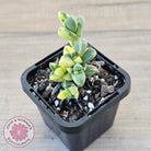 Corpuscularia lehmannii Variegata - Variegated Ice Plant