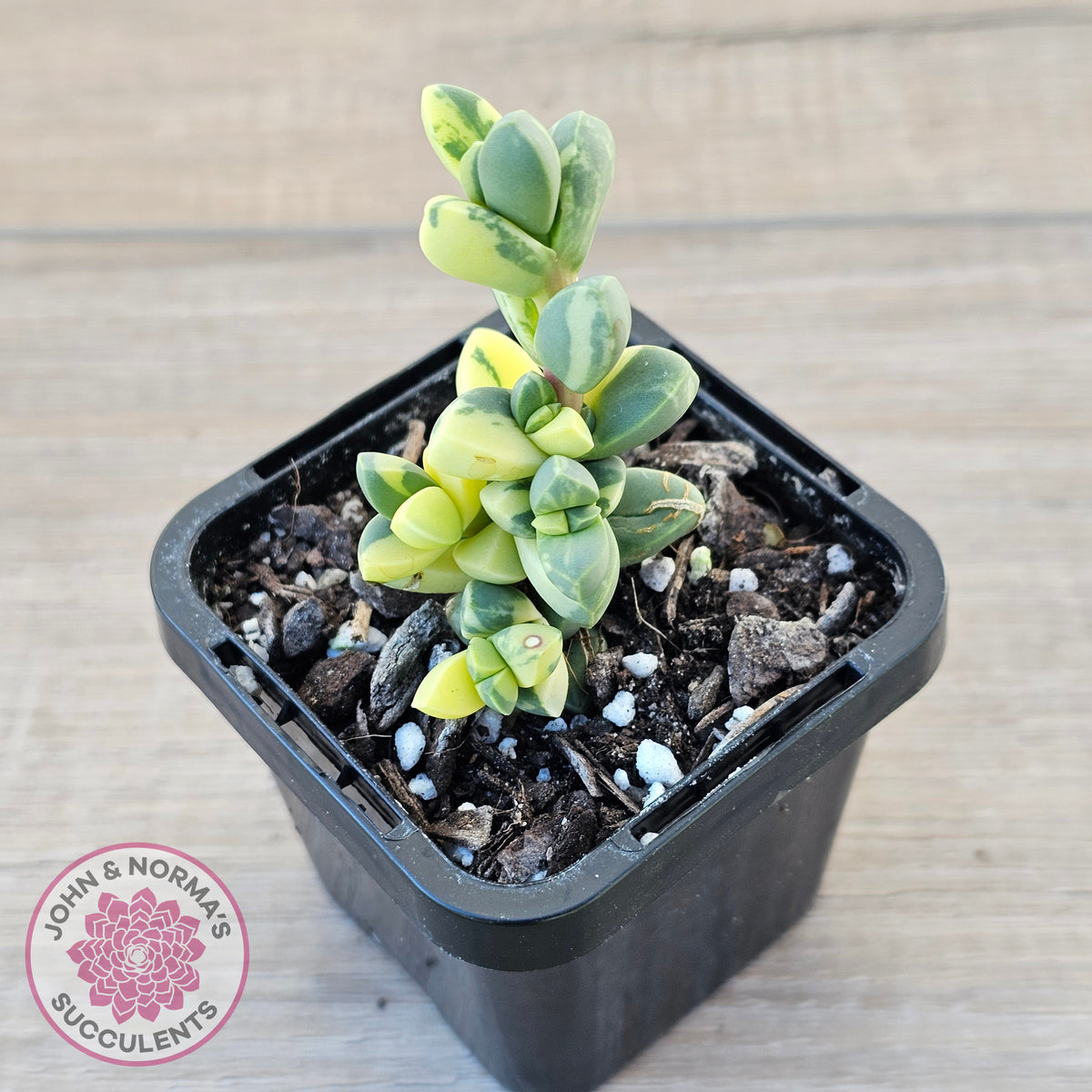 Corpuscularia lehmannii Variegata - Variegated Ice Plant