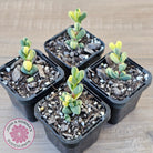 Corpuscularia lehmannii Variegata - Variegated Ice Plant